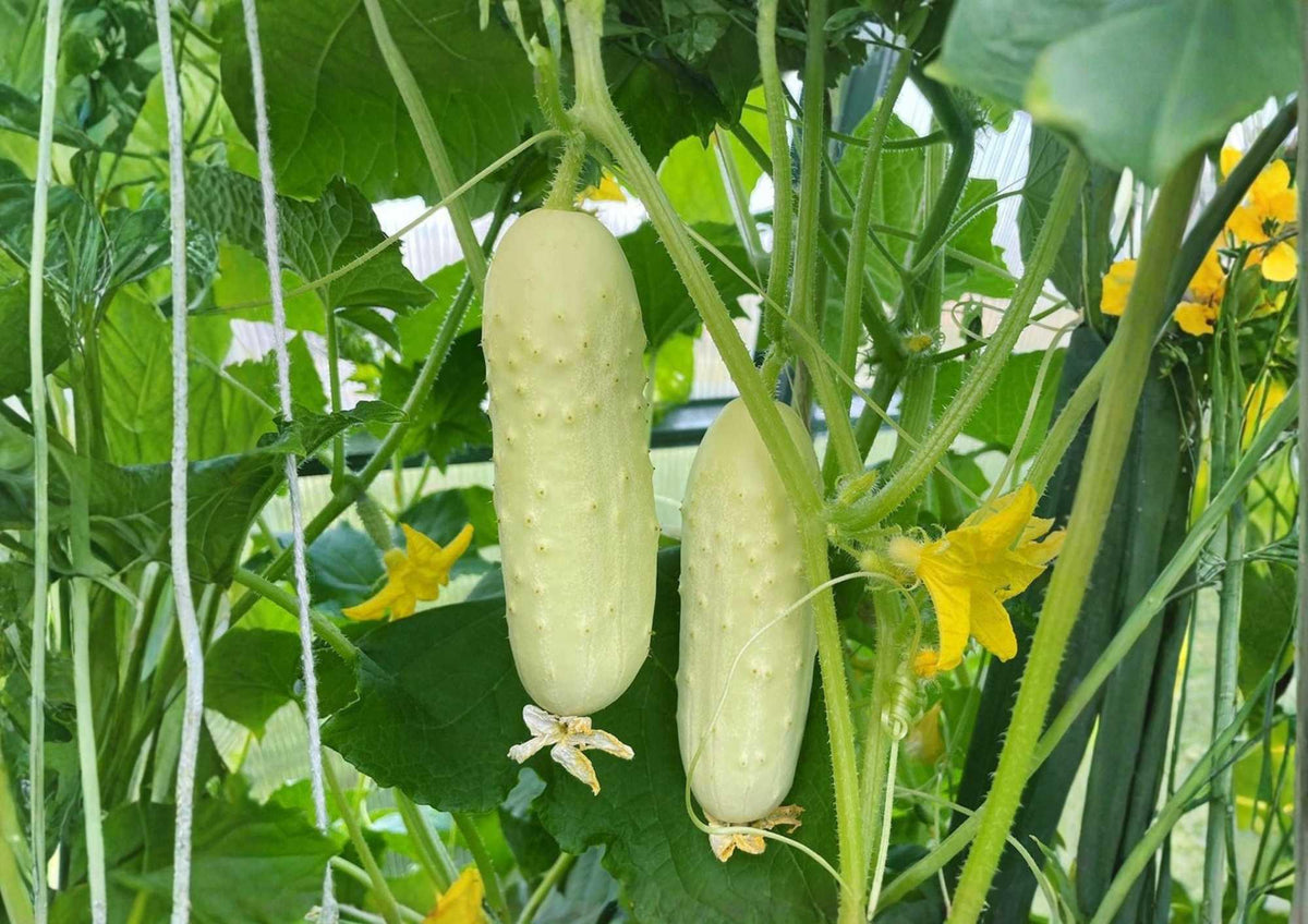 White Wonder Cucumber Seeds – Heirloom Non-GMO Vegetable Seeds for Garden Planting, Crisp White Skin, Mild Sweet Flavor