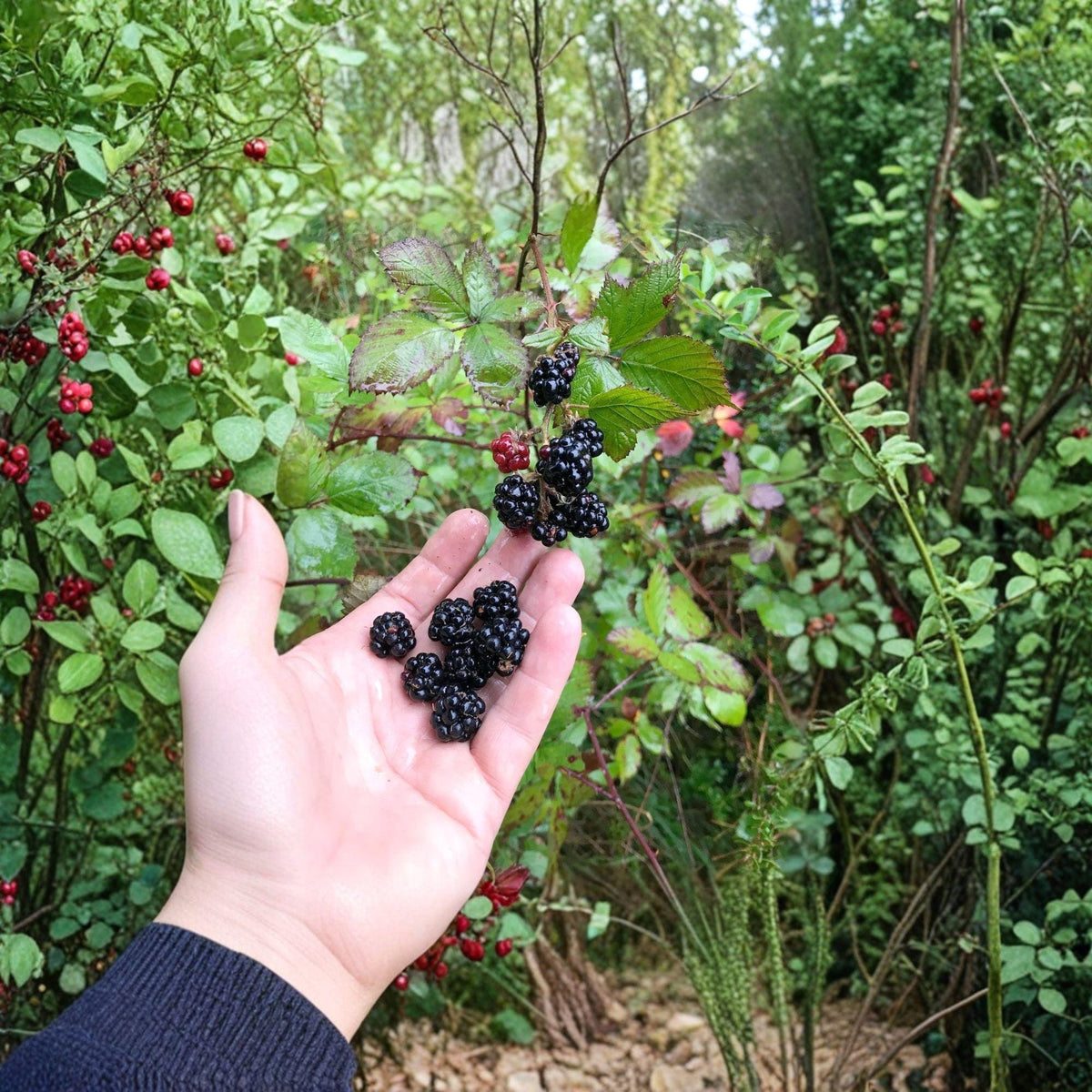 Wild Blackberry Bare Root Plants – Rubus fruticosus – Perennial Fruit Shrub, 2 Live Starter Plants