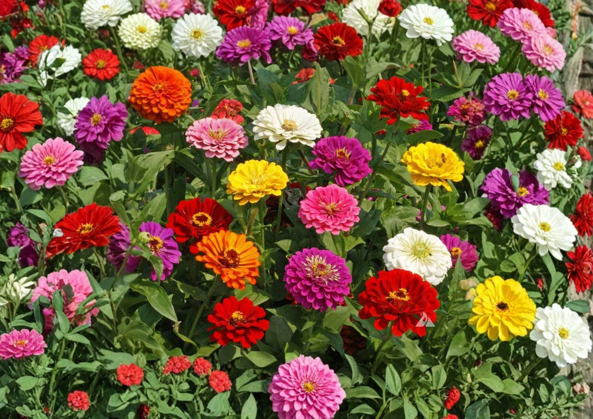 Zinnia Dwarf Thumbelina Mix Flower Seeds for Garden, Colorful Compact Blooms, Attracts Pollinators, Cut Flowers, 200+ Seeds