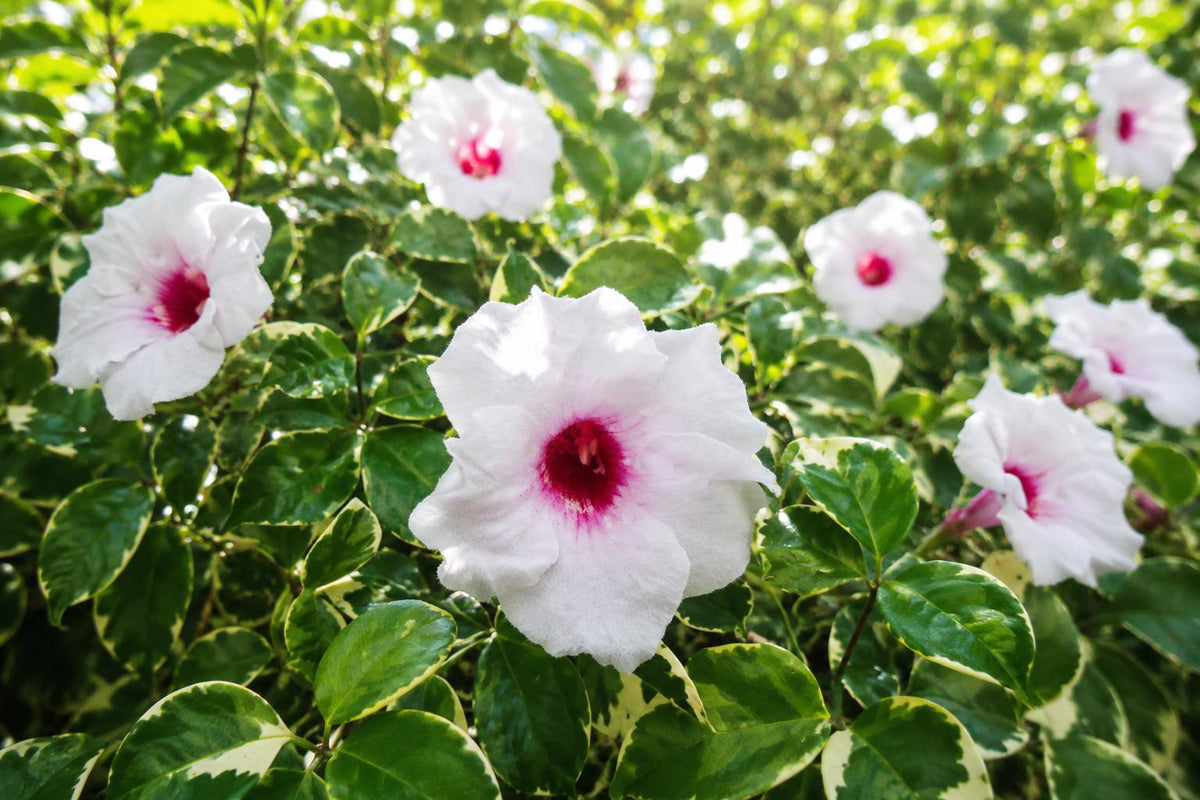 Variegated Pink Pandora Vine Plant - Climbing Semi-Tropical Fragrant Trumpet Flower - Aeschynanthus radicans