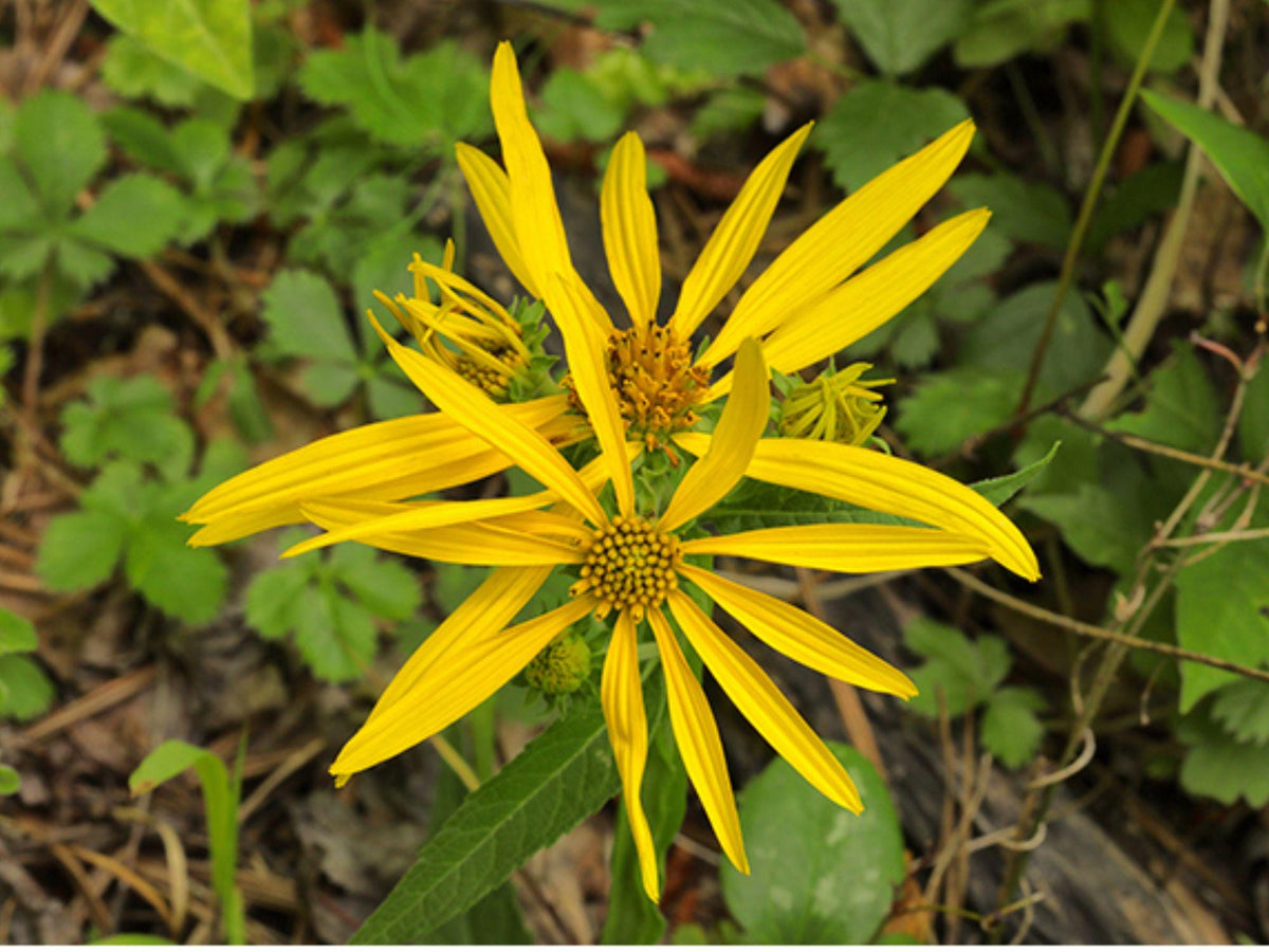 Yellow Crownbeard Seeds - Native Wildflower for Pollinator Gardens & Prairie Planting, Verbesina helianthoides, Bright Yellow Blooms