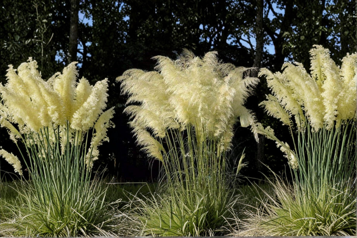 White Pampas Grass Seeds – Cortaderia selloana, Ornamental Grass for Landscaping, 100 Seeds