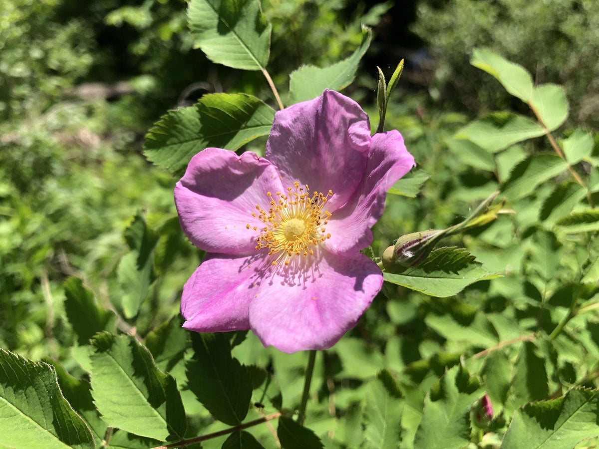 15 Prairie Wild Rose Seeds Rosa arkansana Ornamental Shrub for Landscape, Garden & Bonsai
