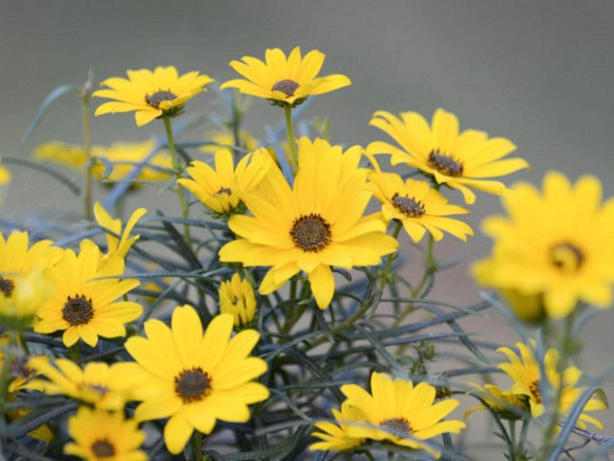 100 Swamp Sunflower Seeds – Helianthus angustifolius Wetland Wildflower Seeds for Rain Gardens and Moisture-Loving Plantings