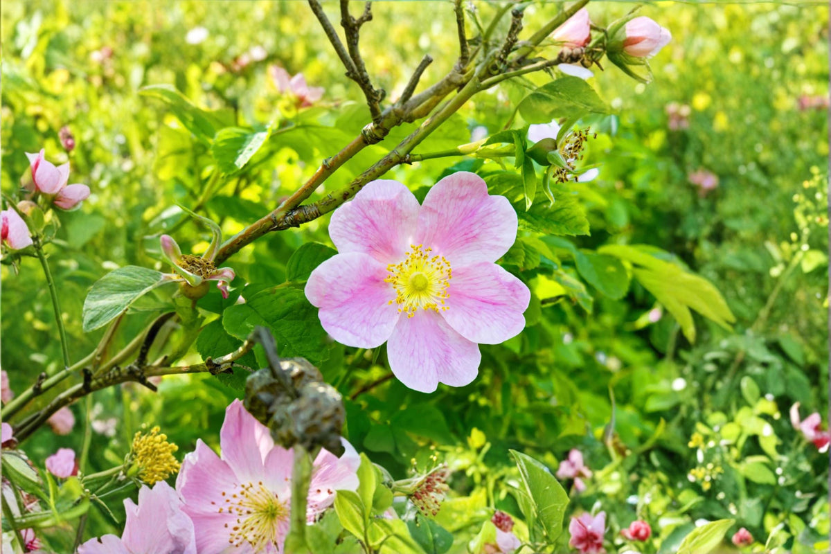 Woods Rose Seeds – Rosa woodsii Native Flowering Shrub with Pink Blooms for Gardens & Landscaping (50 Seeds)
