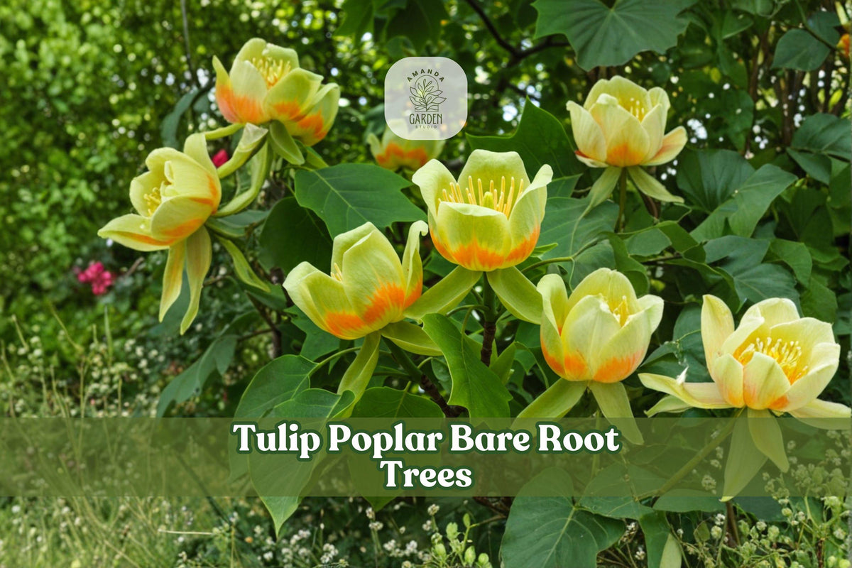 2 Tulip Poplar Bare Root Trees | Liriodendron tulipifera Seedlings | Native Deciduous Shade Tree 12β18 Inches for Planting