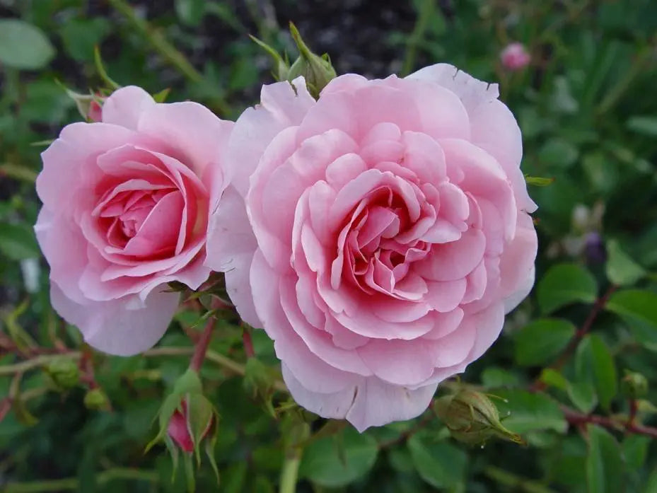 Bonica Rose Cuttings (3) - Rosa ‘Bonica 82’ - Pink Floribunda - Unrooted Cuttings for Rooting or Grafting