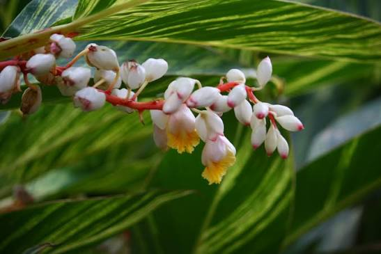 Shell Ginger Rhizome - Large Live Plant - Porcelain Lily Ginger - Alpinia zerumbet - Tropical Ornamental Ginger