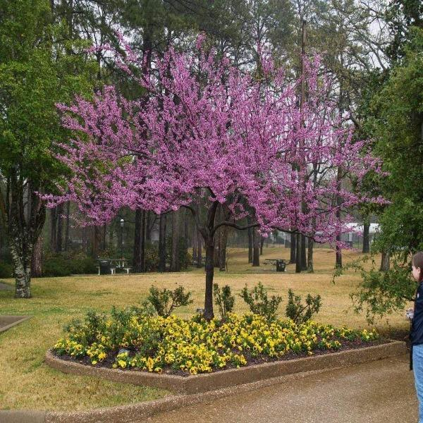 Forest Pansy Redbud Tree Live Plant 4-6 Ft - Purple Leaf Ornamental Tree for Landscaping (Cercis canadensis var. 'Forest Pansy')