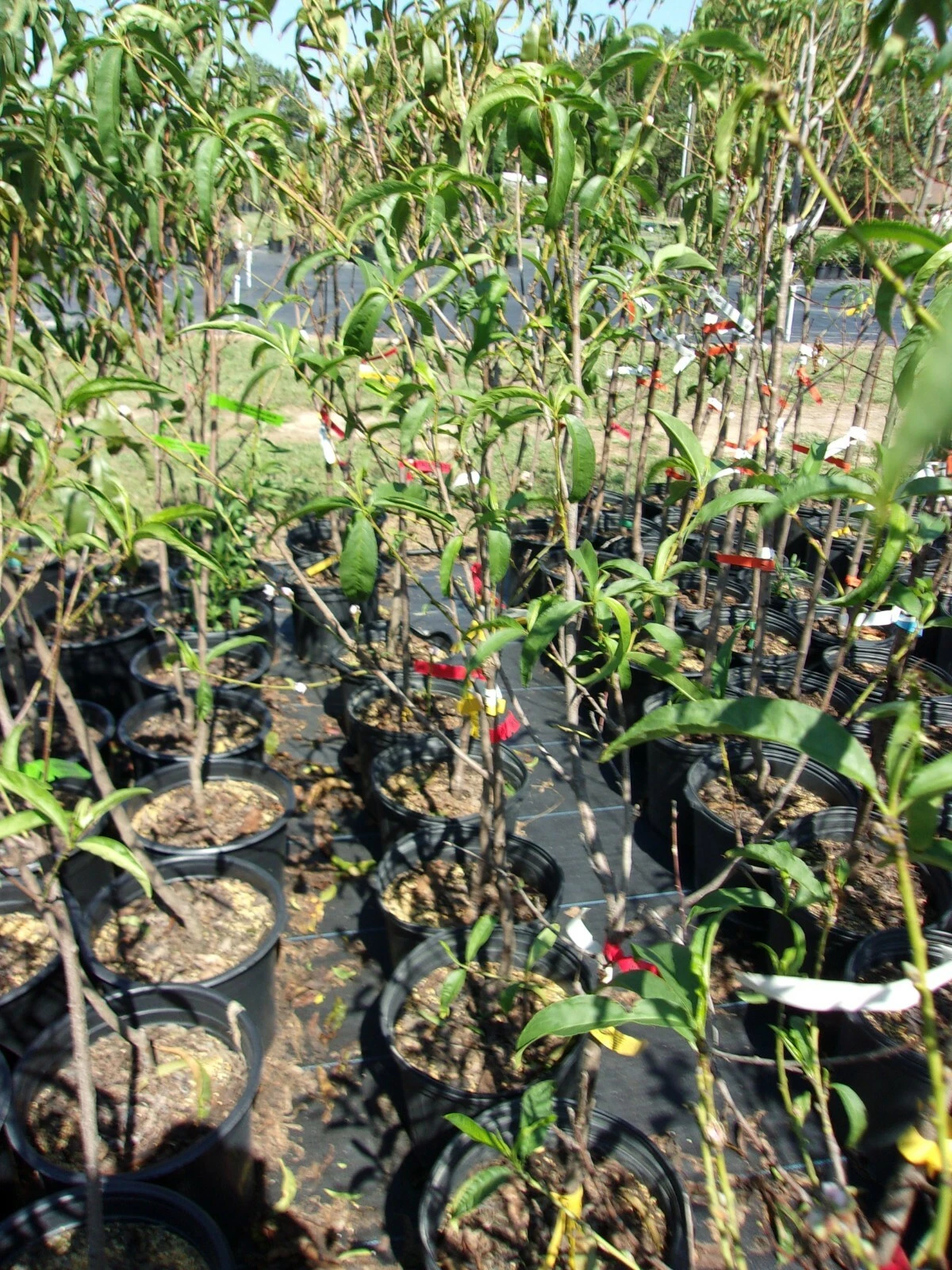Jolly Red Giant Nectarine Tree 4-6 ft Live Fruit Tree - Prunus persica var. nucipersica - Sweet Red Nectarines for Home Orchard