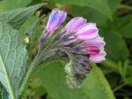 Comfrey Root Cuttings 4 Pack - Bocking 4 Live Root Cuttings - Symphytum × uplandicum 'Bocking 4' - 3–4 Inch Perennial Herb