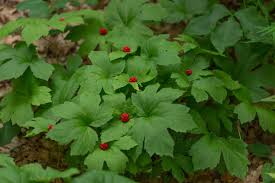 Goldenseal Bare Roots - 10 M–XL Size Plants - Hydrastis canadensis - Native Woodland Perennial for Shade Gardens