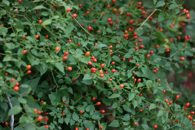 Chile Pequin Pepper Live Plant - 1 Gallon Fully Rooted - Capsicum annuum var. glabriusculum - Edible & Ornamental Pepper Plant
