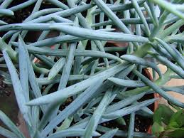 Blue Chalk Sticks Succulent Cutting 4 Inch - Curio serpens (Senecio serpens) - Powdery Blue Foliage for Propagation
