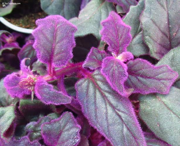 Purple Passion Live Plant - Starter Size - Purple Velvet Houseplant - Gynura aurantiaca - Tropical Foliage for Indoor Decor
