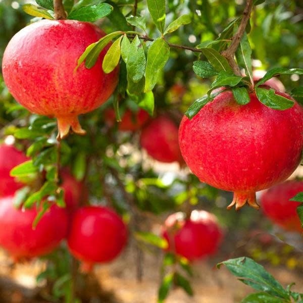 Eversweet Pomegranate Cuttings - 3 Fresh Scions for Rooting - Nearly Seedless - Punica granatum ‘Eversweet’