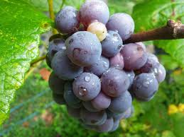 12 Unrooted Concord Grape Cuttings 6-8" Organic (Vitis labrusca) for DIY Vineyards, Home Garden, Organic Fruit Growing
