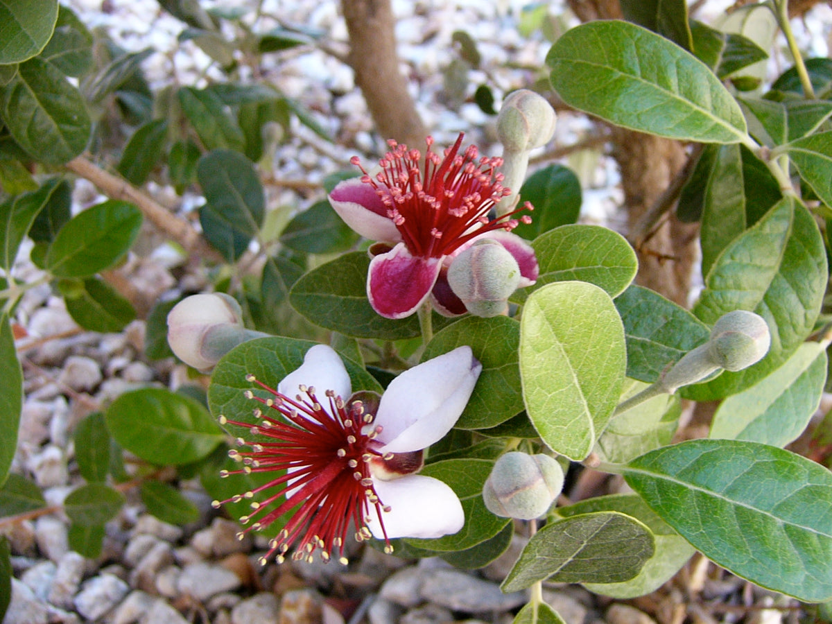 Pineapple Guava Tree Cuttings, Self-Fertile, Edible Flowers & Fruit, Acca sellowiana, USDA Zones 8-11, Evergreen
