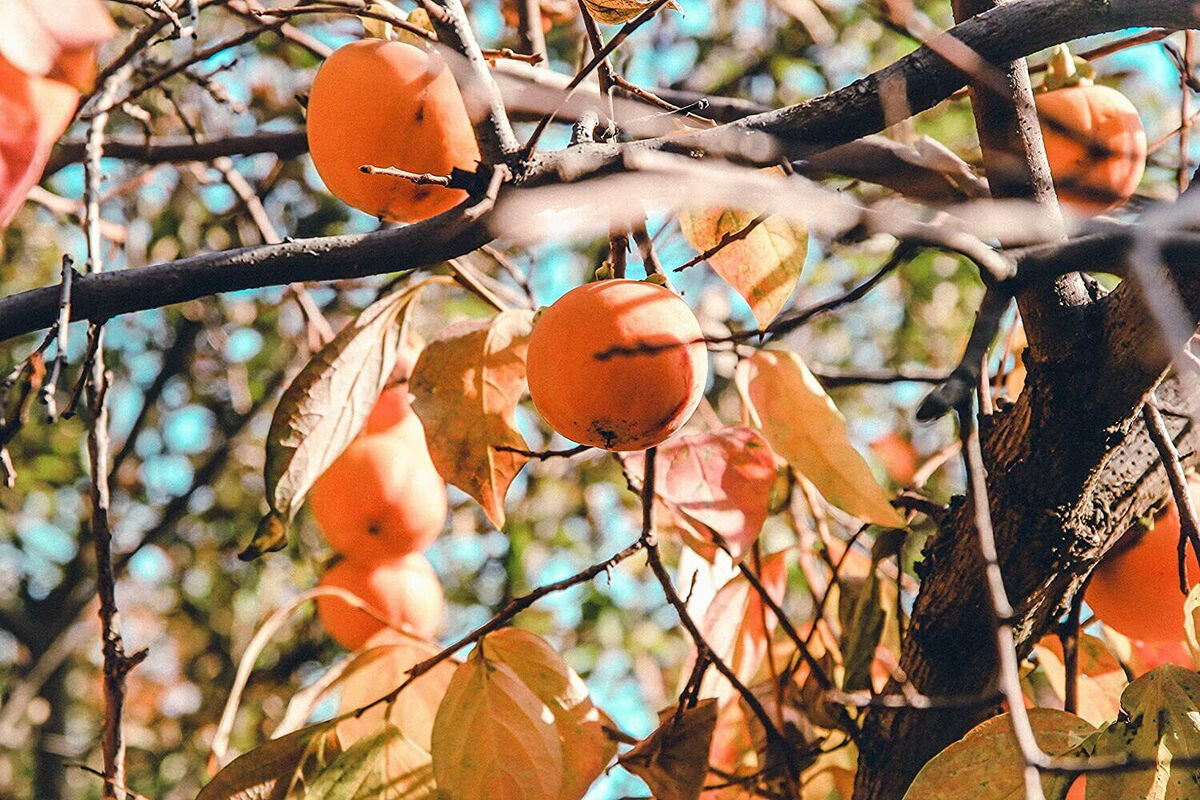 10 Persimmon Tree Seeds - Diospyros virginiana | Sugar Plum | Cold-Hardy Fruit Tree for Home Orchard & Wildlife