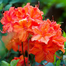 Fireball Azalea Starter Plant | Well-Rooted Deciduous Shrub | Red Blooms | Rhododendron 'Fireball' | Outdoor Landscape Plant