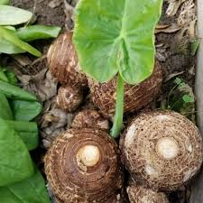 Elephant Ear Bulbs - 2 Live Rooted Bulbs - Colocasia esculenta - Tropical Foliage - Organic - USDA Zones 8-11