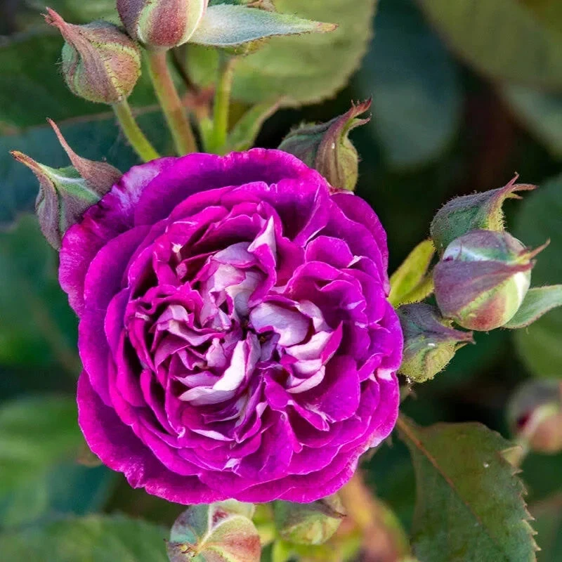 Cosmic Cloud Rose Cuttings, 3 Unrooted Stems, Pink-White Flowers, Rosa 'Cosmic Cloud', Perfect for Propagation
