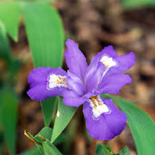 10 Bare Root Crested Dwarf Iris Plants - Iris cristata | Native Perennial Wildflower for Shade Gardens