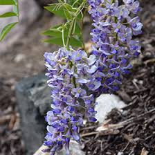 4 Wisteria Vines Cuttings - Blue Moon Flowering Vine (Wisteria macrostachya) - Fresh Unrooted for DIY Propagation