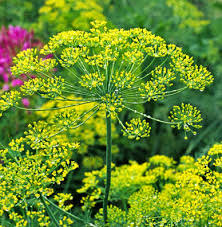 Dill Bouquet Seeds 700 Pack - Anethum graveolens - Organic Fresh Herb for Cooking & Pickling - Easy to Grow Gardening
