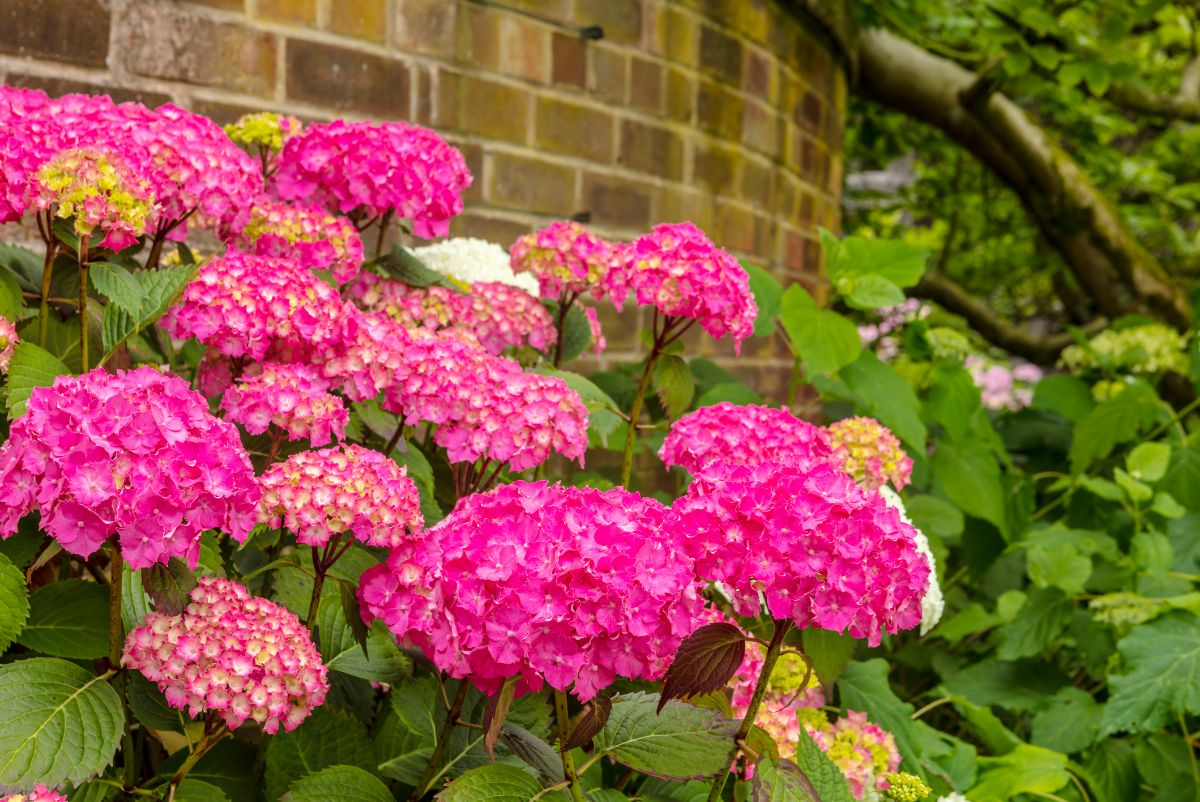6 Live Heirloom Magenta Hydrangea Cuttings - 6" Unrooted - Hydrangea macrophylla - Easy to Grow Garden Plant