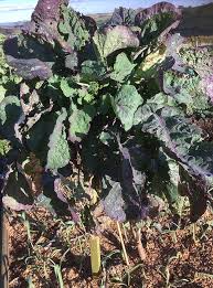 Purple Tree Kale Cuttings - 2 Live Cuttings, Brassica oleracea, Edible Perennial Green for Propagation