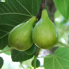 6 Pcs Unrooted Fig Cuttings 6-8" Italian Honey Fig (Ficus carica) - Sweet Fruit Tree for Home Gardening and Orchards