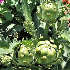 100+ Globe Artichoke Seeds | Rare Heirloom Variety | Cynara cardunculus var. scolymus | Edible Perennial Vegetable Seeds