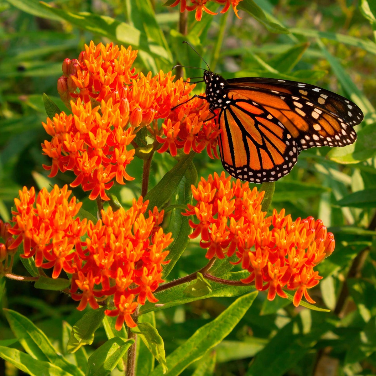 3 Bare Root Butterfly Weed Plants - Asclepias tuberosa | Monarch Host Plant | Pollinator-Friendly Perennial Wildflower