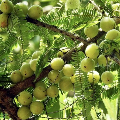 Starter Plant Amla 12"-24" Live Indian Gooseberry Tree (Emblica officinalis) for Tropical Gardens, Nutrient-Dense Fruits