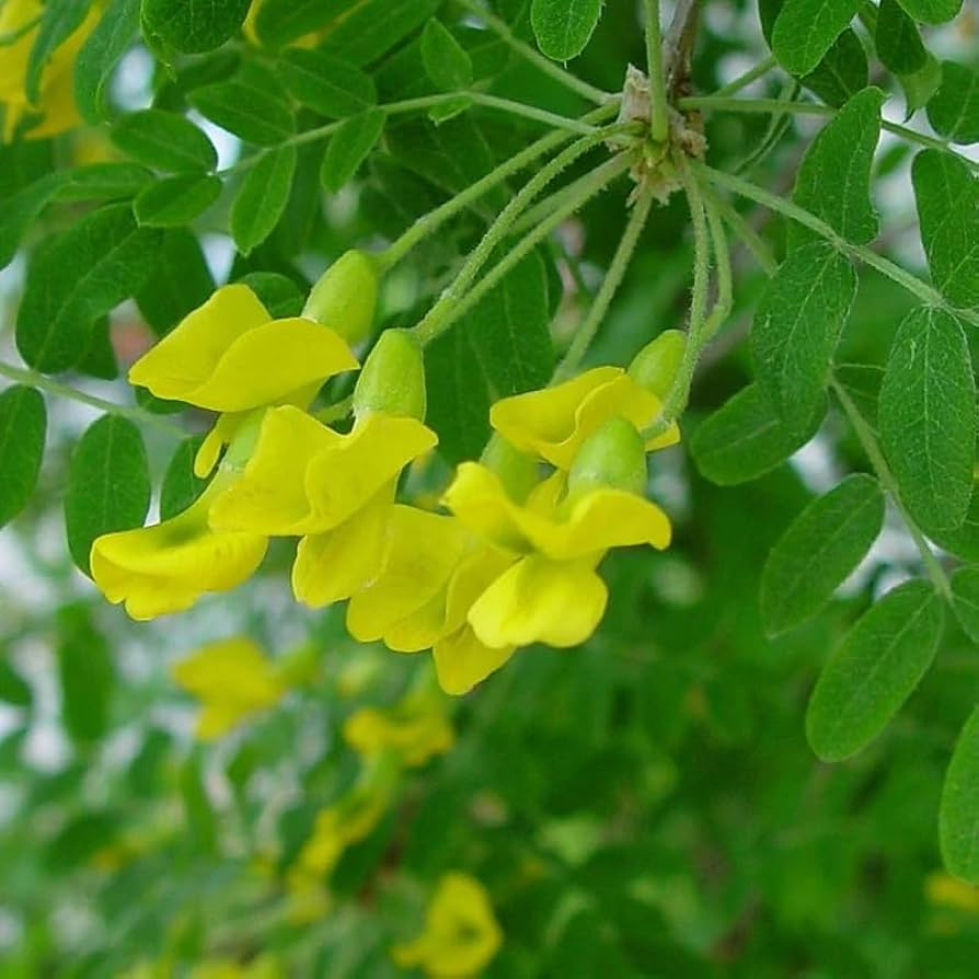 Caragana arborescens Seeds - 25 Count - Siberian Pea Tree - Nitrogen Fixing Shrub - Deciduous with Yellow Flowers