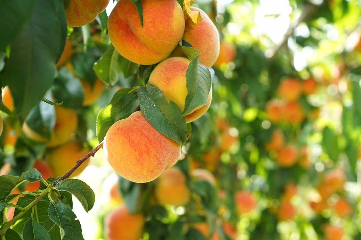 California Peach Cuttings - 7 Live 6" Cuttings, Prunus persica, Fruit Tree Propagation, Edible Garden, USDA Zones 5-9