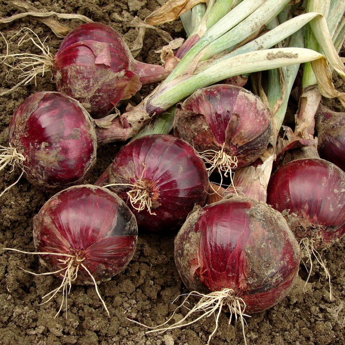 70 Seeds Onion Red Burgundy Short Day (Allium cepa) - Sweet Mild Red Onions for Home Gardens, Ideal for Early Spring Planting