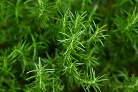 Rosemary Cuttings - 6 Live 4-6" Cuttings, Rosmarinus officinalis, Aromatic Herb for Culinary Use, Evergreen Perennial