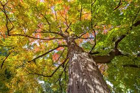 8 Fresh Cut Sugar Maple Tree Unrooted Cuttings - Acer saccharum Scions for Grafting & Propagation, Hardy Tree Cuttings