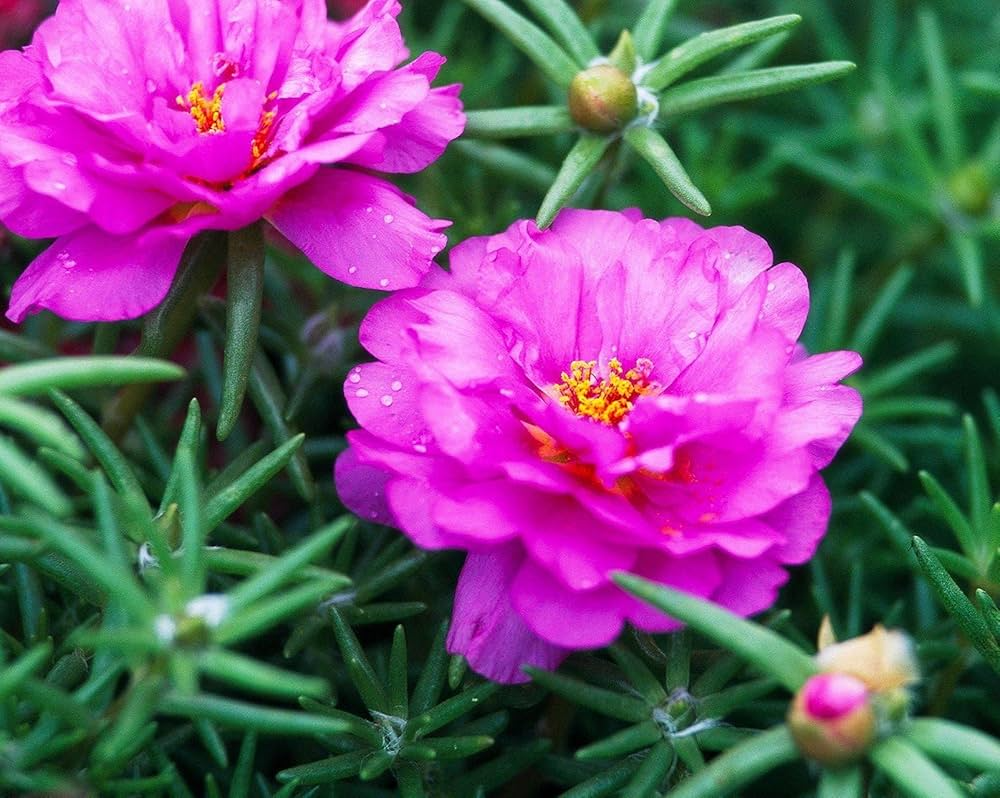 10 Unrooted Cuttings Pinky Star Portulaca grandiflora Bright Pink Moss Rose Succulent Indoor Outdoor Plant