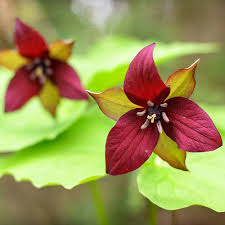 5 Bare Root Red Trillium Plants - Trillium erectum, Native Shade Wildflower for Woodland Gardens, Pollinator Friendly