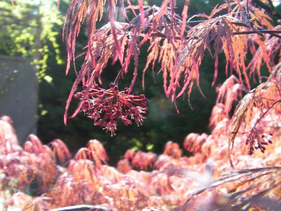 Japanese Maple Cuttings 8 Pcs Garnet Red-Orange Foliage Acer palmatum 'Garnet' Propagation Grafting Zones 5-9