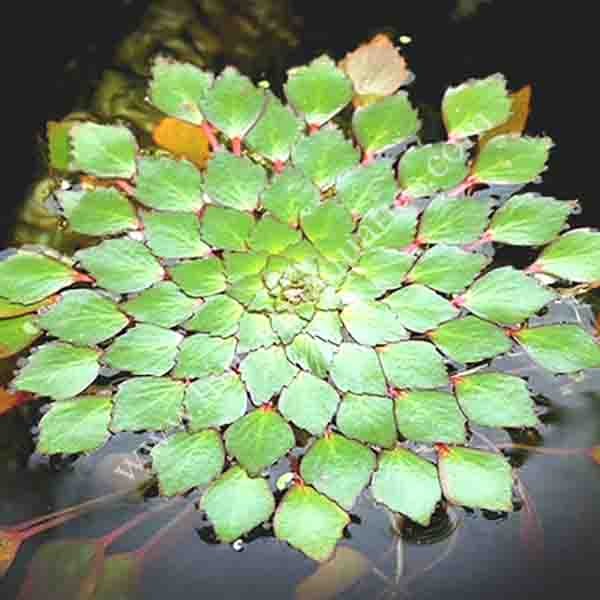 Water Mosaic Plant Cuttings (4) - Ludwigia sedioides - Floating Aquatic Plant for Ponds and Aquariums