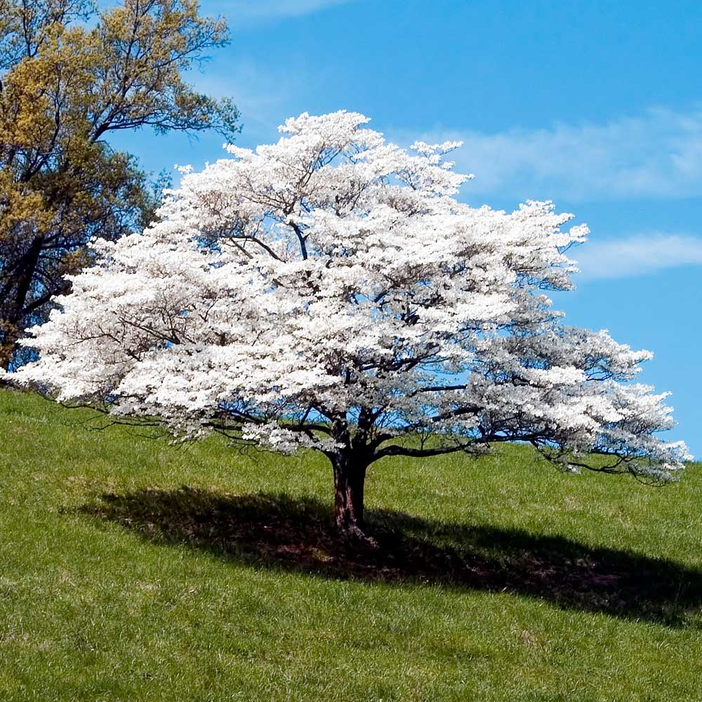 Unrooted Cuttings - 6 Inches - White Dogwood Tree Heirloom (Cornus florida) - Hardy Ornamental Plant for Gardens & Landscaping