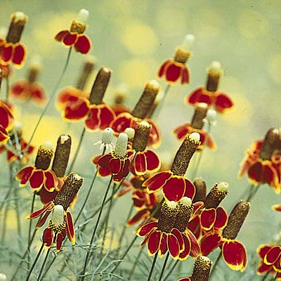 250 Seeds Mexican Hat Wildflower - Ratibida columnifera - Vibrant Red & Yellow Blooms for Meadows & Pollinator Gardens