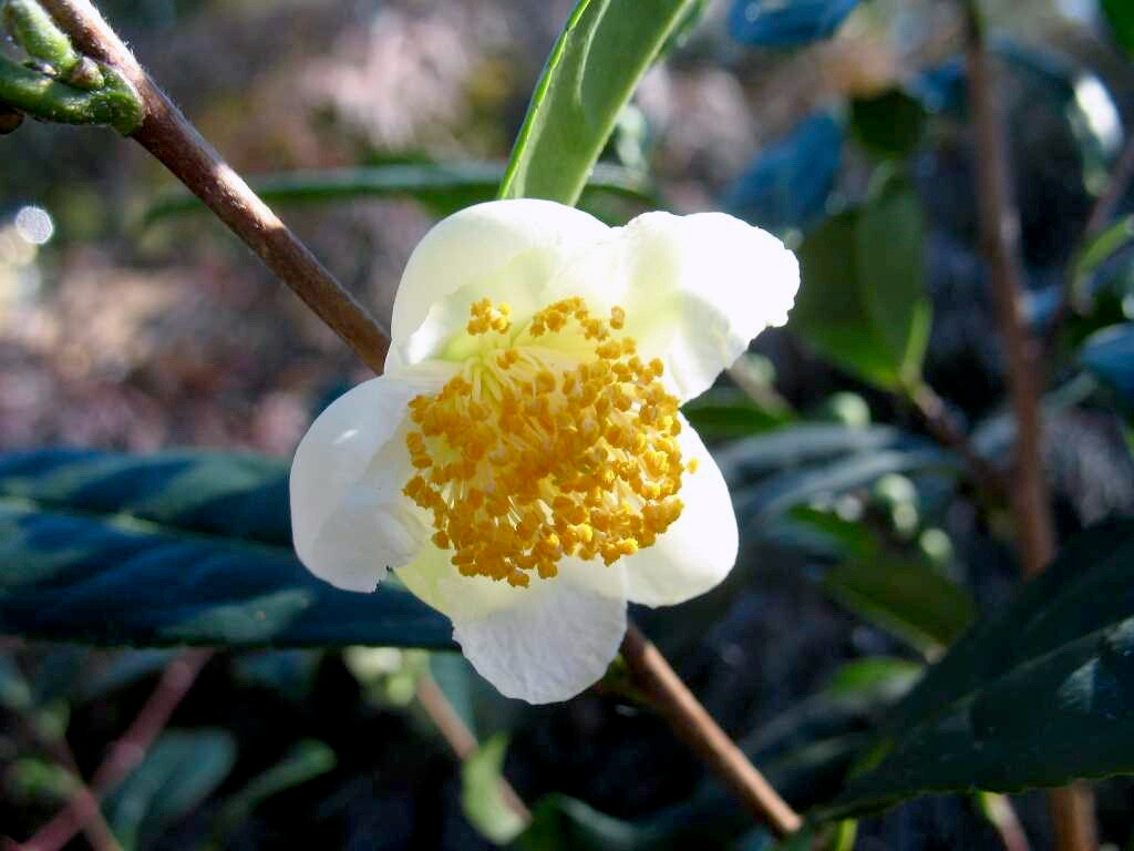 Camellia sinensis Cuttings - 6 Count - Cold Hardy Tea Plant - Evergreen Shrub - White Flowers - Zone 6b
