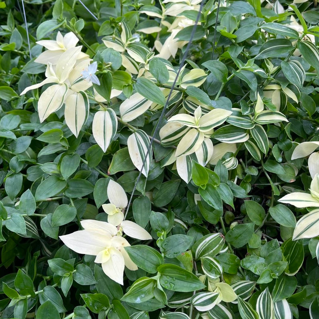 Tradescantia Cuttings - 10 Pcs Green Wandering Jew, Easy Water or Soil Propagation, Fast-Growing Vine - Tradescantia fluminensis