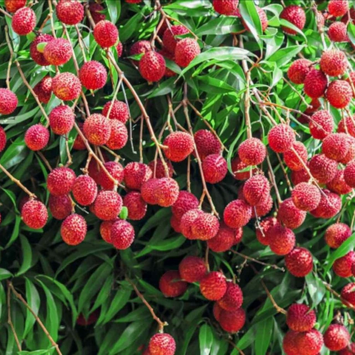 10 Seeds Lychee Fruit - Heirloom Non-GMO Litchi Chinensis - Sweet Juicy Tropical Tree - Easy to Grow in Warm Climates