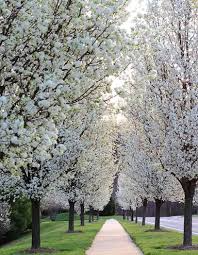 Cleveland Pear Cuttings - 10 Unrooted - Pyrus calleryana - Fast Growing Ornamental Shade Tree - White Spring Blooms